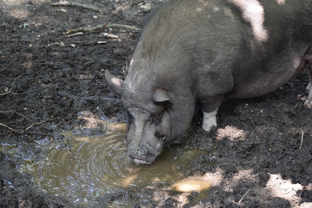 胜的纪录收 胜的纪录收